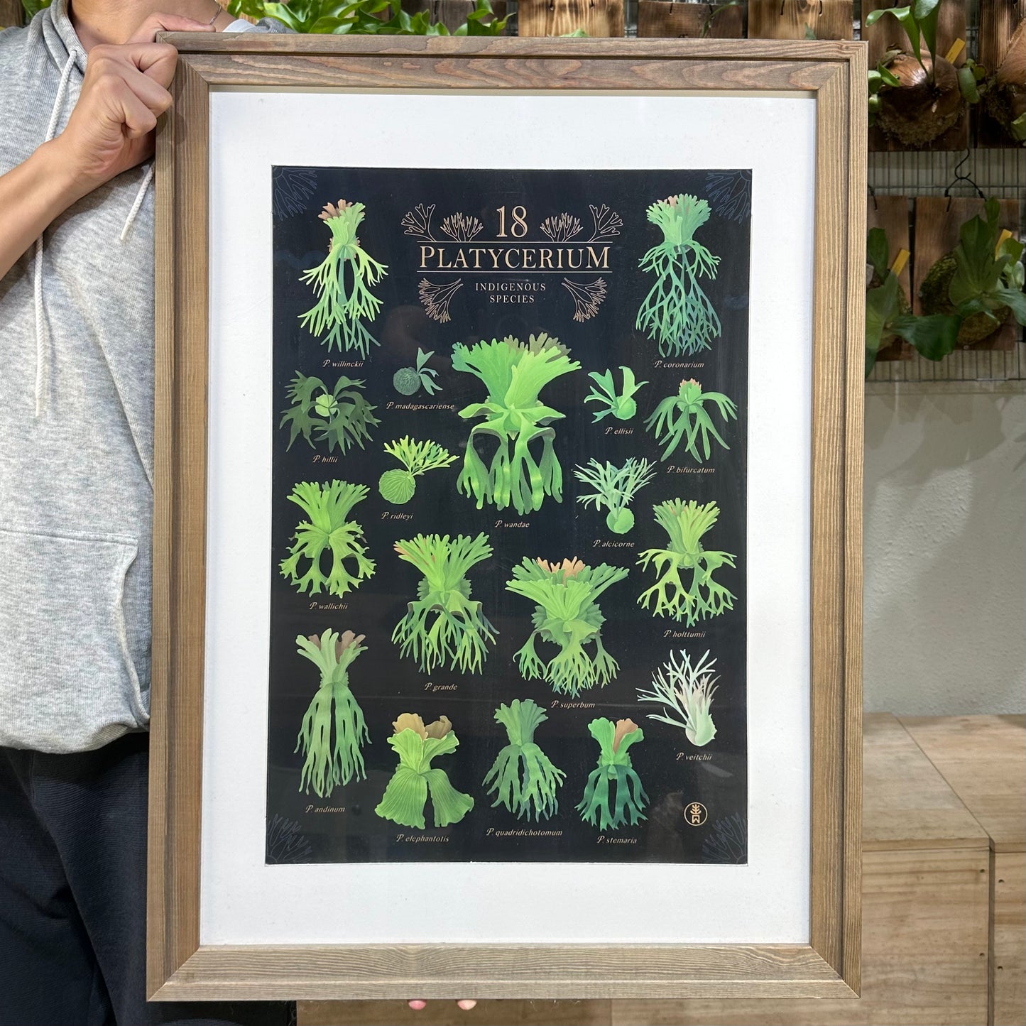 鹿角蕨海報 (A2)