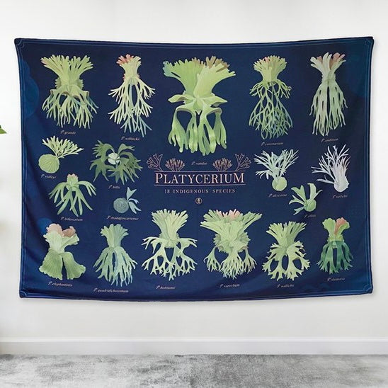 掛布 (18品種鹿角蕨插畫圖鑑)