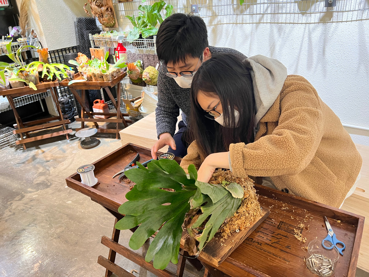 鹿角蕨板植製作工作坊預約 (2人1棵鹿角蕨)