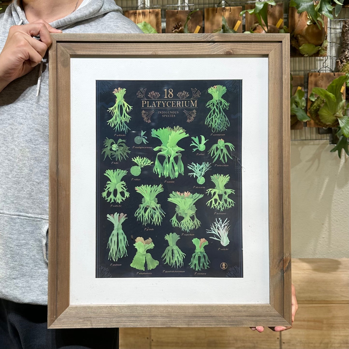 鹿角蕨海報 (A3)